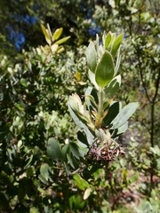Arctostaphylos nortensis