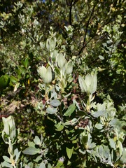 Arctostaphylos nortensis