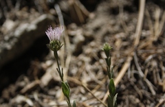Monardella australis