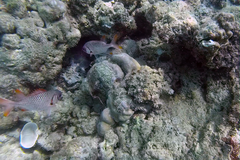 Myripristis violacea