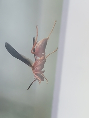 Polistes carolina