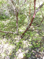 Arctostaphylos nortensis
