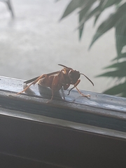 Polistes carolina