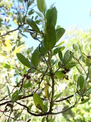 Arctostaphylos nortensis