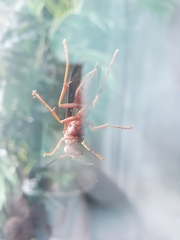 Polistes carolina