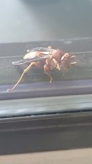 Polistes carolina