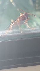Polistes carolina