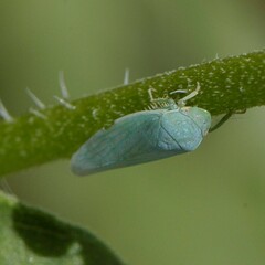 Gyponana angulata