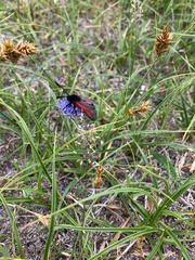Zygaena minos