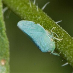 Gyponana angulata