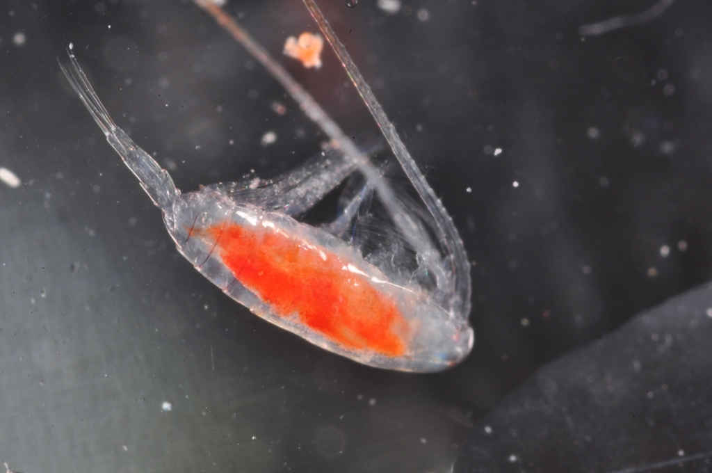 Calanus glacialis