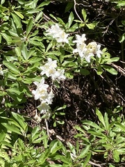 Rhododendron occidentale