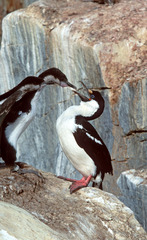 Leucocarbo bransfieldensis