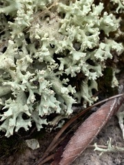 Cladonia leporina