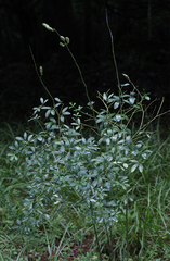 Baptisia albescens