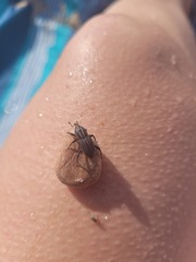 Sphenophorus australis