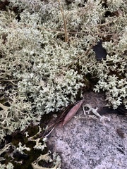 Cladonia leporina