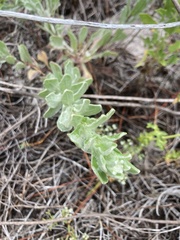Chrysopsis gossypina