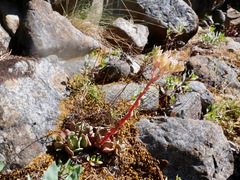 Sedum laxum