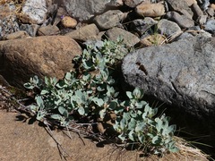 Epilobium rigidum