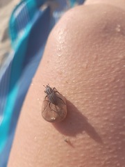 Sphenophorus australis
