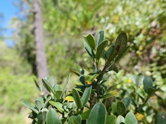 Garrya buxifolia
