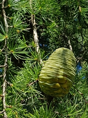 Cedrus