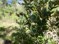 Garrya buxifolia
