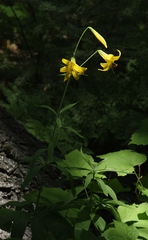 Lilium parryi