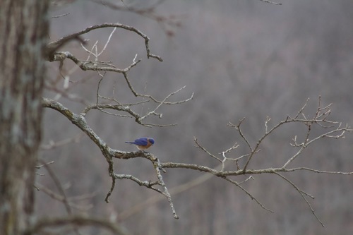 Eastern Bluebird photographed in Iowa