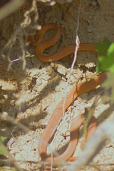 Boiga ochracea