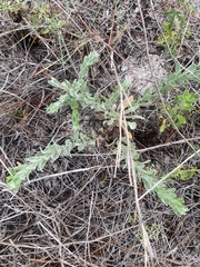 Chrysopsis gossypina