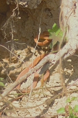 Boiga ochracea