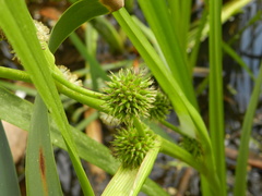 Sparganium erectum