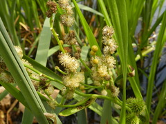 Sparganium erectum
