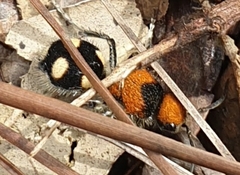 Dasymutilla munifica