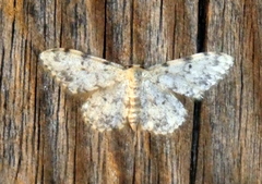 Idaea contiguaria