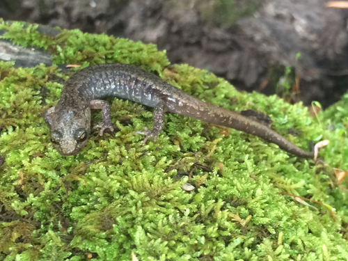Sacramento Mountain Salamander