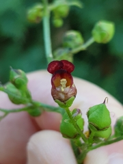 Scrophularia