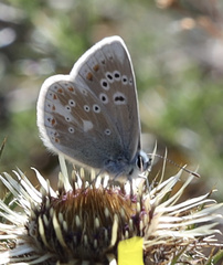 Polyommatus dorylas