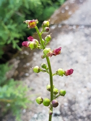 Scrophularia