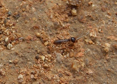 Hodotermes mossambicus