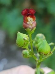Scrophularia