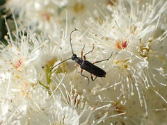 Grammoptera subargentata