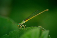 Ceriagrion coromandelianum