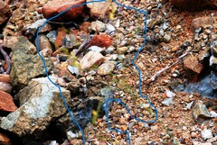 Streptanthus barbiger