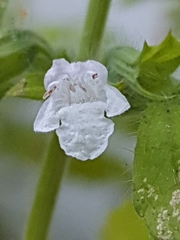 Melissa officinalis