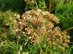 Apiaceae