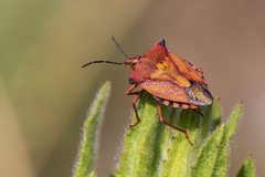 Carpocoris mediterraneus atlanticus