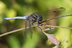Orthetrum coerulescens